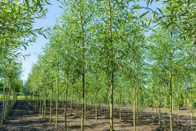 Salix alba hoogstam 10/12