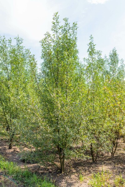 Salix alba meerstammig 200-250