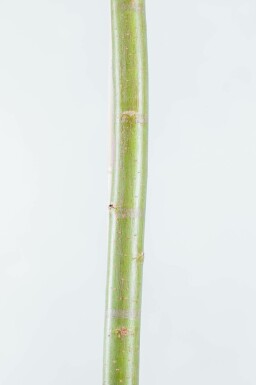 Salix alba meerstammig 200-250