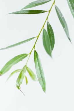 Salix alba meerstammig 200-250