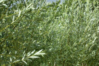 Salix alba meerstammig 200-250