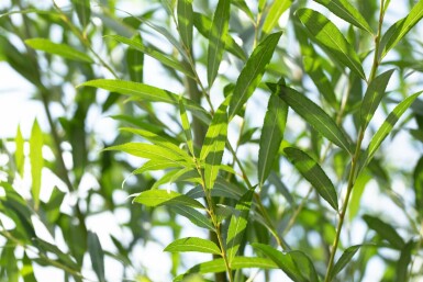 Salix alba meerstammig 200-250
