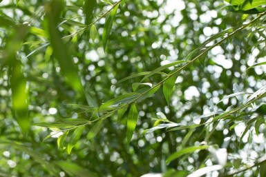 Salix alba meerstammig 200-250