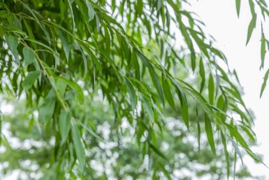 Salix alba meerstammig 200-250