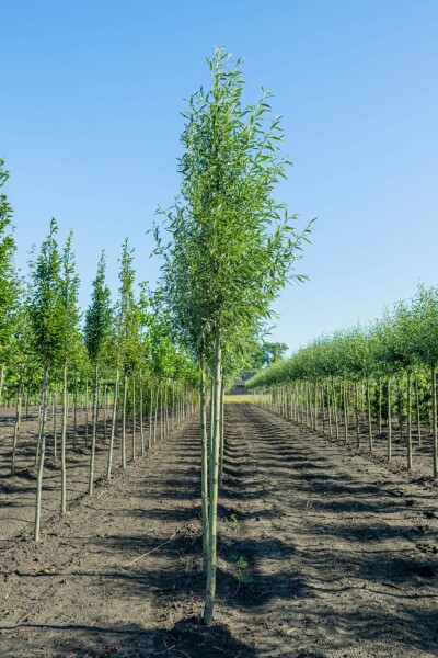 Salix alba 'Liempde' hoogstam 10/12