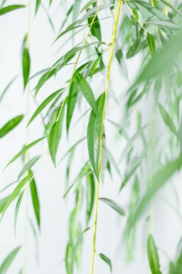 Salix x sepulcralis 'Chrysocoma' meerstammig 350-400