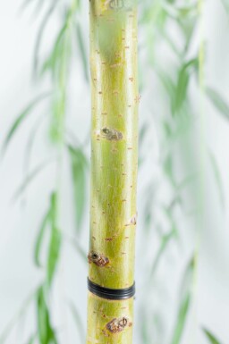 Salix x sepulcralis 'Chrysocoma' meerstammig 350-400