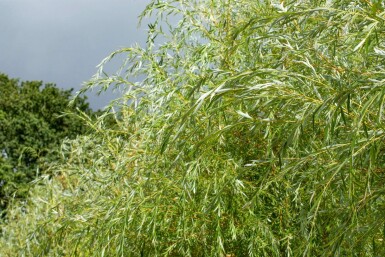 Salix x sepulcralis 'Chrysocoma' meerstammig 350-400