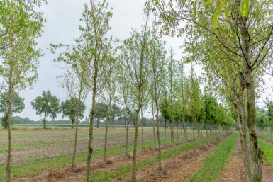 Kronkelwilg Salix babylonica 'Tortuosa' Hoogstam Salix babylonica 'Tortuosa' hoogstam