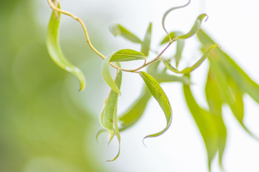 Kronkelwilg Salix babylonica 'Tortuosa' Hoogstam stamomtrek 14-16 P Salix babylonica 'Tortuosa' hoogstam 14/16