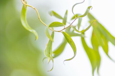 Salix babylonica 'Tortuosa' hoogstam 14/16