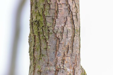 Salix babylonica 'Tortuosa' meerstammig 200-250