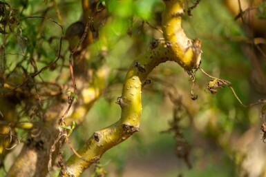 Kronkelwilg Salix babylonica 'Tortuosa' Meerstammig 200-250 P Salix babylonica 'Tortuosa' meerstammig 200-250