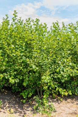 Bodwilg Salix caprea Salix caprea