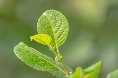 Bodwilg Salix caprea Salix caprea