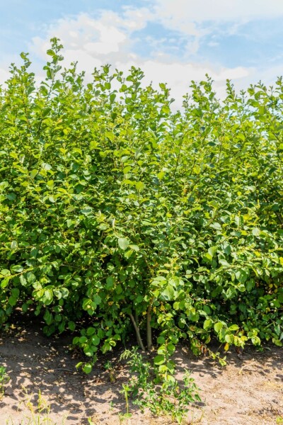 Salix caprea meerstammig 200-250