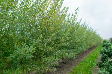 Salix cinerea meerstammig 200-250