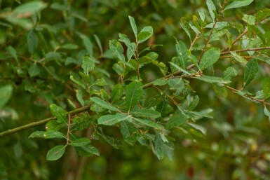 Salix cinerea meerstammig 200-250