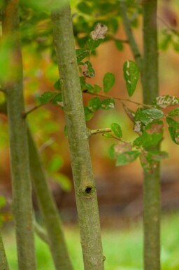 Salix cinerea meerstammig 200-250