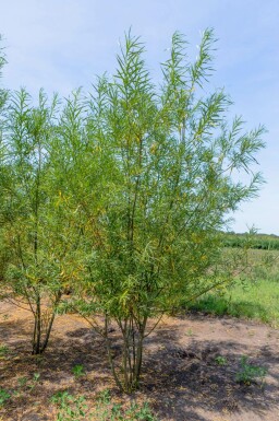 Kraakwilg Salix fragilis Meerstammig Salix fragilis meerstammig