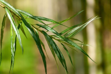 Katwilg Salix viminalis Hoogstam Salix viminalis hoogstam