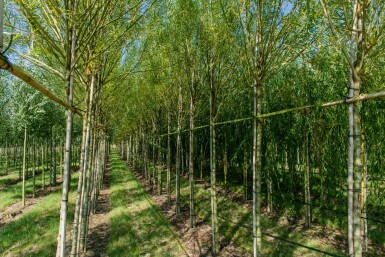 Salix viminalis hoogstam 14/16