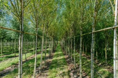 Salix viminalis hoogstam 14/16