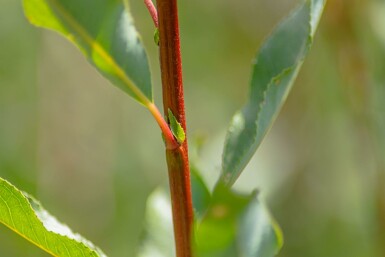 Salix viminalis hoogstam 14/16