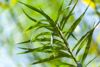 Salix viminalis hoogstam 14/16