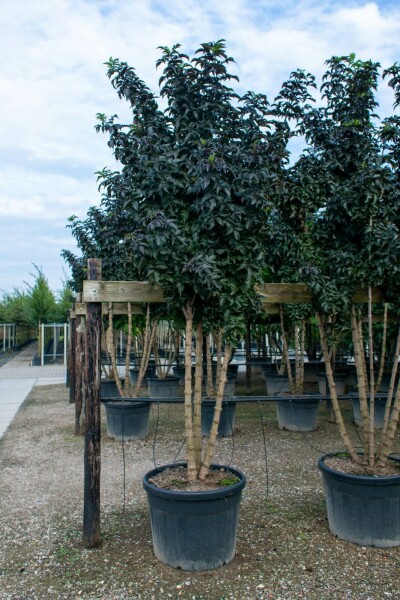 Sambucus nigra meerstammig 250-300