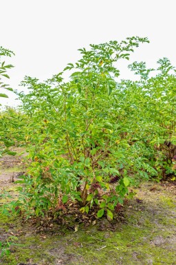 Sambucus nigra meerstammig