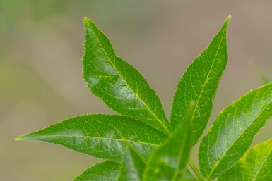 Sambucus nigra meerstammig 250-300