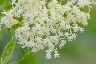 Sambucus nigra meerstammig 250-300