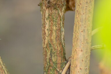 Sambucus nigra meerstammig 250-300