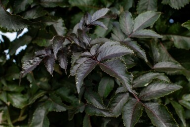 Sambucus nigra meerstammig 250-300