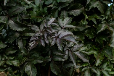 Sambucus nigra meerstammig 250-300