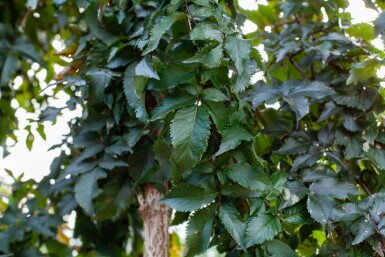 Sambucus nigra meerstammig 250-300