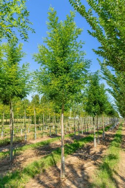 Honingboom Styphnolobium japonicum Styphnolobium japonicum