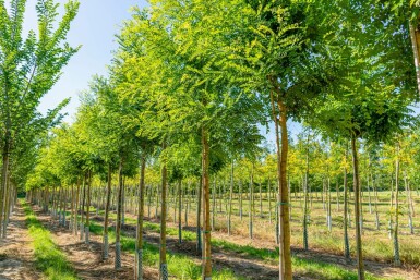 Honingboom Styphnolobium japonicum Hoogstam Styphnolobium japonicum hoogstam