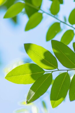 Styphnolobium japonicum hoogstam 10/12