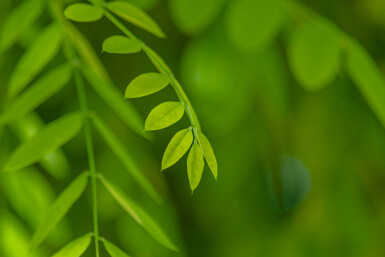 Styphnolobium japonicum meerstammig