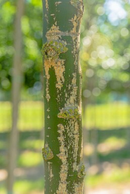 Styphnolobium japonicum meerstammig 200-250