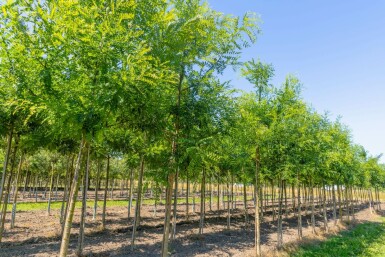 Styphnolobium japonicum 'Regent' hoogstam