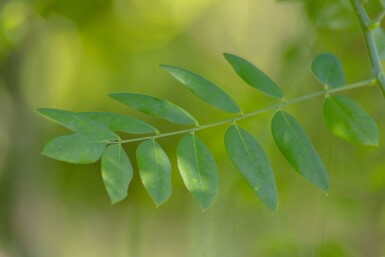Styphnolobium japonicum 'Regent' hoogstam 14/16