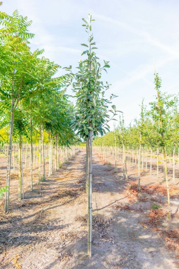 Meelbes Sorbus aria Hoogstam stamomtrek 12-14 P Sorbus aria hoogstam 12/14