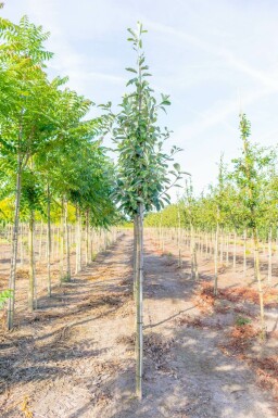 Sorbus aria hoogstam