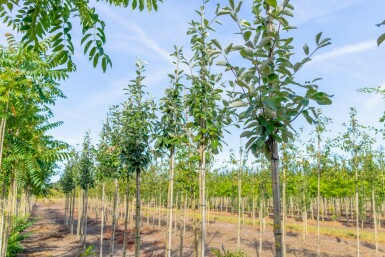 Sorbus aria hoogstam 12/14