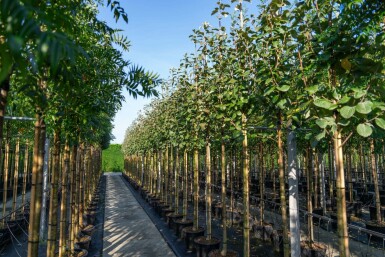 Meelbes Sorbus aria Hoogstam stamomtrek 12-14 P Sorbus aria hoogstam 12/14