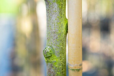 Meelbes Sorbus aria Hoogstam stamomtrek 12-14 P Sorbus aria hoogstam 12/14