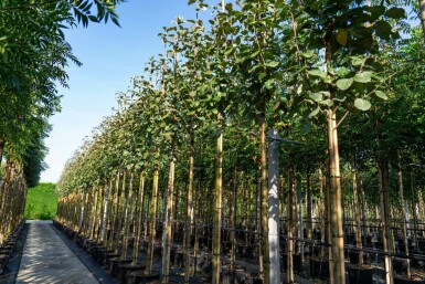 Sorbus aria hoogstam 12/14